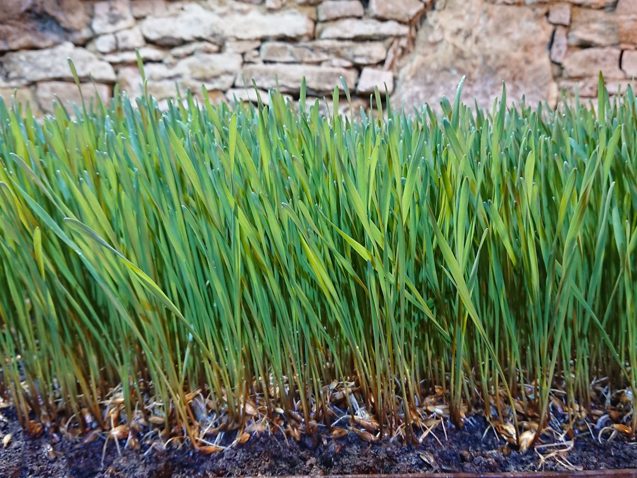 bioBúzafűlé.hu webáruház
